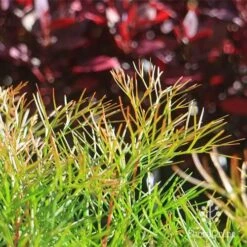 Grevillea Bon Accord -Green Plant Corner apo bon accord bronze foliage2