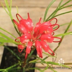 Grevillea Bon Accord -Green Plant Corner apo bon accord grevillea flower