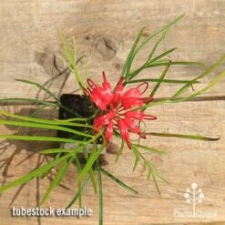 Grevillea Bon Accord -Green Plant Corner apo bon accord grevillea tubestock flowering top