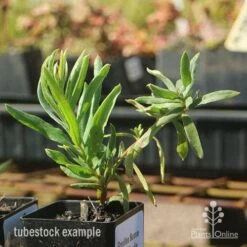 Grevillea Bonnie Prince Charlie -Green Plant Corner apo bonnie prince charlie grevillea tubestock