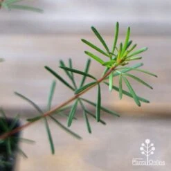 Boronia Clavata - Bremer Boronia 10 Boronia Clavata - Bremer Boronia -Green Plant Corner apo boronia clavata foliage