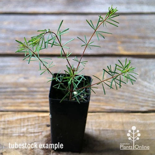 Boronia Clavata - Bremer Boronia 4 Boronia Clavata - Bremer Boronia - Image 2