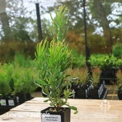 Grevillea Bonnie Prince Charlie -Green Plant Corner apo bpc tubestock side