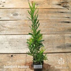 Grevillea Bonnie Prince Charlie -Green Plant Corner apo bpc tubestock tall