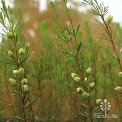 Boronia Clavata - Bremer Boronia 9 Boronia Clavata - Bremer Boronia -Green Plant Corner apo bremer boronia