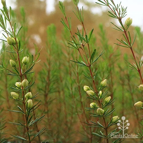 Boronia Clavata - Bremer Boronia 5 Boronia Clavata - Bremer Boronia - Image 3