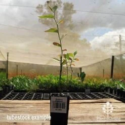 Blueberry Brightwell -Green Plant Corner apo britewell tubestock side