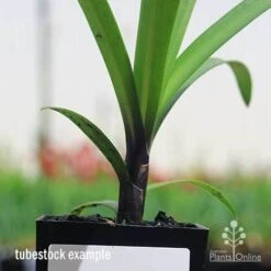 Agapanthus Buccaneer -Green Plant Corner apo buccaneer purple stem