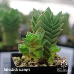 Crassula Buddha’s Temple - Succulent -Green Plant Corner apo buddhas temple baby buddhas