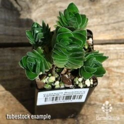 Crassula Buddha’s Temple - Succulent -Green Plant Corner apo buddhas temple cluster above