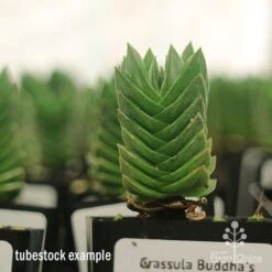 Crassula Buddha’s Temple - Succulent -Green Plant Corner apo buddhas temple tall