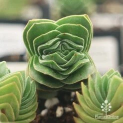 Crassula Buddha’s Temple - Succulent -Green Plant Corner apo buddhas temple top