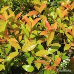 Syzygium Bush Christmas - Lilly Pilly -Green Plant Corner apo bush christmas foliage