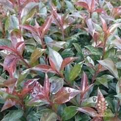 Syzygium Bush Christmas - Lilly Pilly -Green Plant Corner apo bush christmas foliage colour
