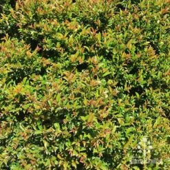 Syzygium Bush Christmas - Lilly Pilly -Green Plant Corner apo bush christmas hedge