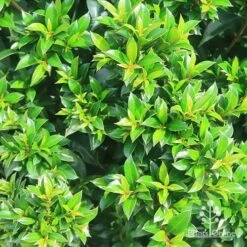Syzygium Bush Christmas - Lilly Pilly -Green Plant Corner apo bush christmas syzygium foliage