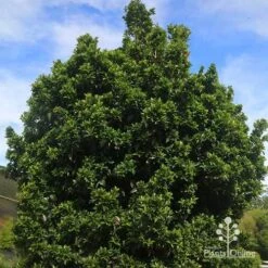 Syzygium Bush Christmas - Lilly Pilly -Green Plant Corner apo bush christmas syzygium nursery