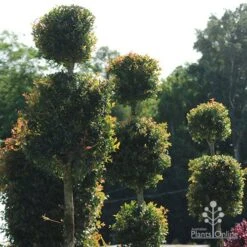 Syzygium Bush Christmas - Lilly Pilly -Green Plant Corner apo bush christmas topiaries