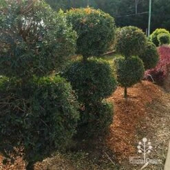 Syzygium Bush Christmas - Lilly Pilly -Green Plant Corner apo bush christmas topiary balls