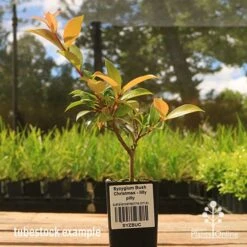 Syzygium Bush Christmas - Lilly Pilly -Green Plant Corner apo bush christmas tubestock