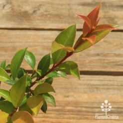 Syzygium Bush Christmas - Lilly Pilly -Green Plant Corner apo bush christmas tubestock colour