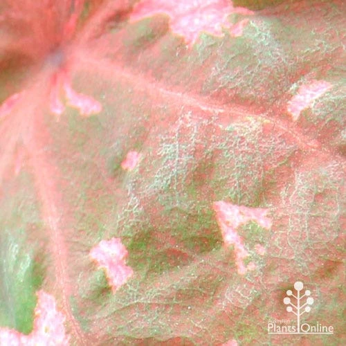 Caladium Raspberry Ripple - Angel Wings 15 Caladium Raspberry Ripple - Angel Wings - Image 13