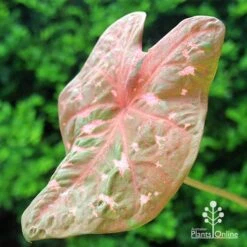 Caladium Raspberry Ripple - Angel Wings 31 Caladium Raspberry Ripple - Angel Wings -Green Plant Corner apo caladium raspberry ripple leaf