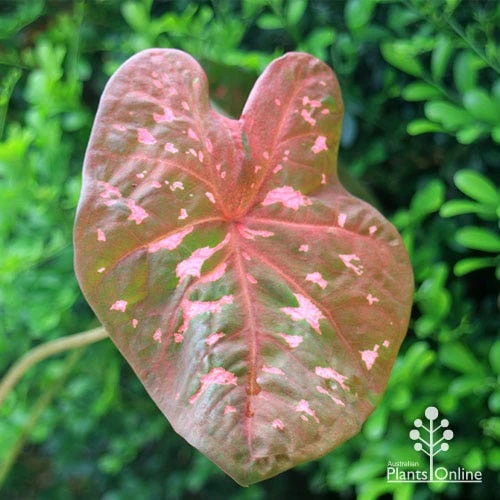 Caladium Raspberry Ripple - Angel Wings 5 Caladium Raspberry Ripple - Angel Wings - Image 3