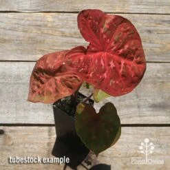 Caladium Raspberry Ripple - Angel Wings 23 Caladium Raspberry Ripple - Angel Wings -Green Plant Corner apo caladium raspberry ripple tubestock top