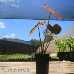 Caladium Raspberry Ripple - Angel Wings 26 Caladium Raspberry Ripple - Angel Wings -Green Plant Corner apo caladium raspberry ripple tubestock2