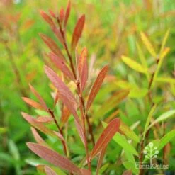 Callistemon Candy Burst 30 Callistemon Candy Burst -Green Plant Corner apo callistemon candy burst autumn foliage