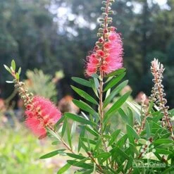 Callistemon Candy Burst 41 Callistemon Candy Burst -Green Plant Corner apo callistemon candy burst bush backlit