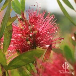 Callistemon Candy Burst 36 Callistemon Candy Burst -Green Plant Corner apo callistemon candy burst dewdrop