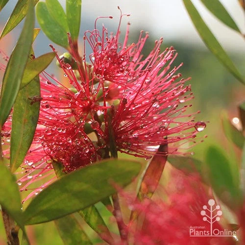 Callistemon Candy Burst 17 Callistemon Candy Burst - Image 15