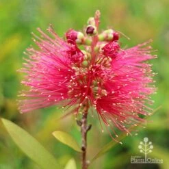 Callistemon Candy Burst 35 Callistemon Candy Burst -Green Plant Corner apo callistemon candy burst flower
