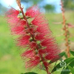 Callistemon Candy Burst 39 Callistemon Candy Burst -Green Plant Corner apo callistemon candy burst flower close