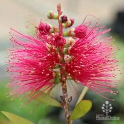 Callistemon Candy Burst 32 Callistemon Candy Burst -Green Plant Corner apo callistemon candy burst flower2