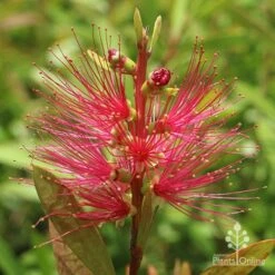 Callistemon Candy Burst 37 Callistemon Candy Burst -Green Plant Corner apo callistemon candy burst flower 1