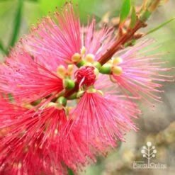 Callistemon Candy Burst 33 Callistemon Candy Burst -Green Plant Corner apo callistemon candy burst flowerbud close