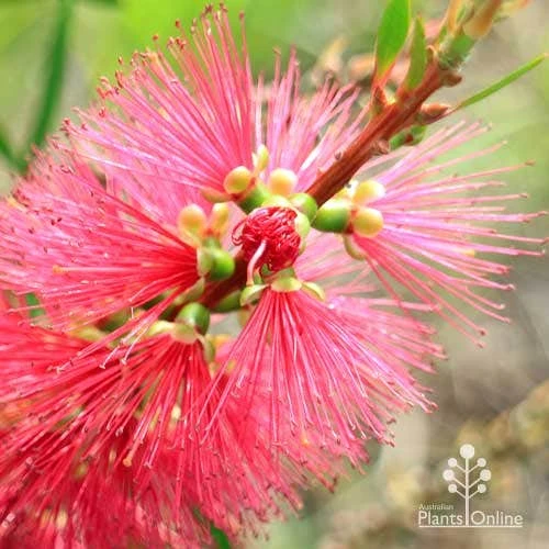 Callistemon Candy Burst 14 Callistemon Candy Burst - Image 12