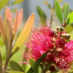 Callistemon Fluro Burst 28 Callistemon Fluro Burst -Green Plant Corner apo callistemon fluro burst flower leaf