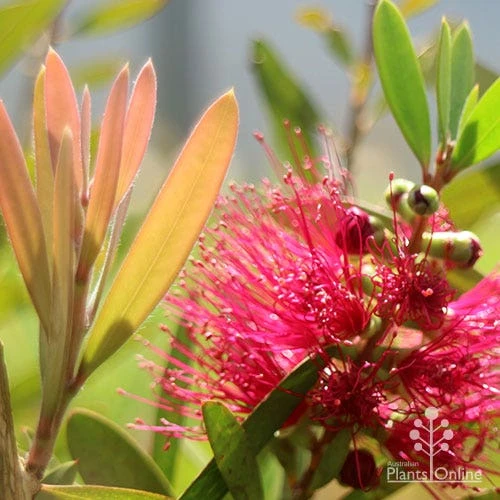 Callistemon Fluro Burst 11 Callistemon Fluro Burst - Image 9