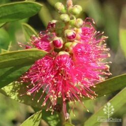Callistemon Fluro Burst 30 Callistemon Fluro Burst -Green Plant Corner apo callistemon fluro burst ozbreed
