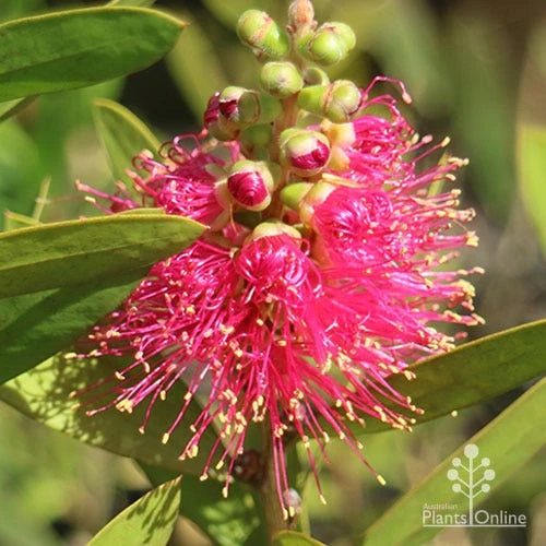 Callistemon Fluro Burst 13 Callistemon Fluro Burst - Image 11