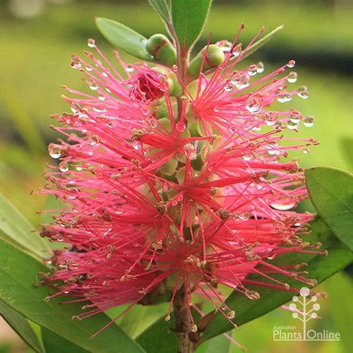Callistemon Fluro Burst 16 Callistemon Fluro Burst - Image 14