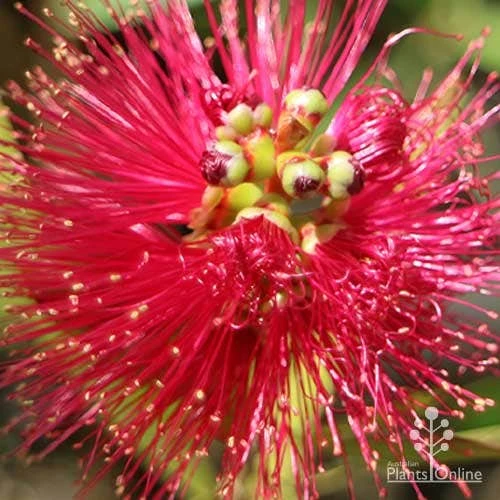 Callistemon Fluro Burst 6 Callistemon Fluro Burst - Image 4