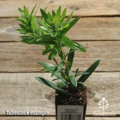 Callistemon Macarthur -Green Plant Corner apo callistemon macarthur tubestock top