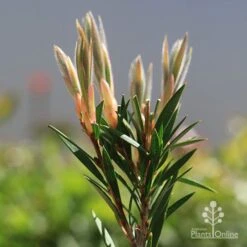 Callistemon Summer Days™ -Green Plant Corner apo callistemon summer days new leaves