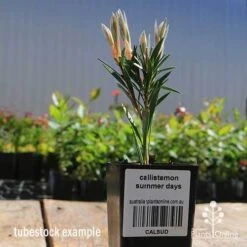 Callistemon Summer Days™ -Green Plant Corner apo callistemon summer days tubestock 2