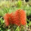 Callistemon Tangerine Dream -Green Plant Corner apo callistemon tangerine dream